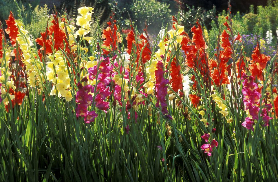 How to Grow Gladiolas in Pots