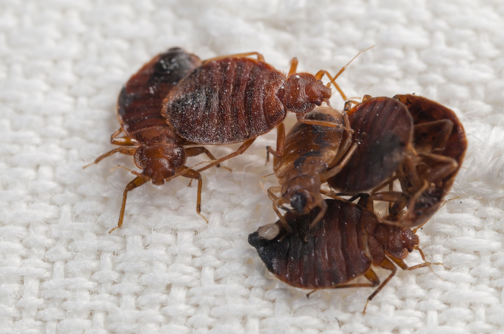 What Do Bed Bugs Look Like, and Where Do They Live?