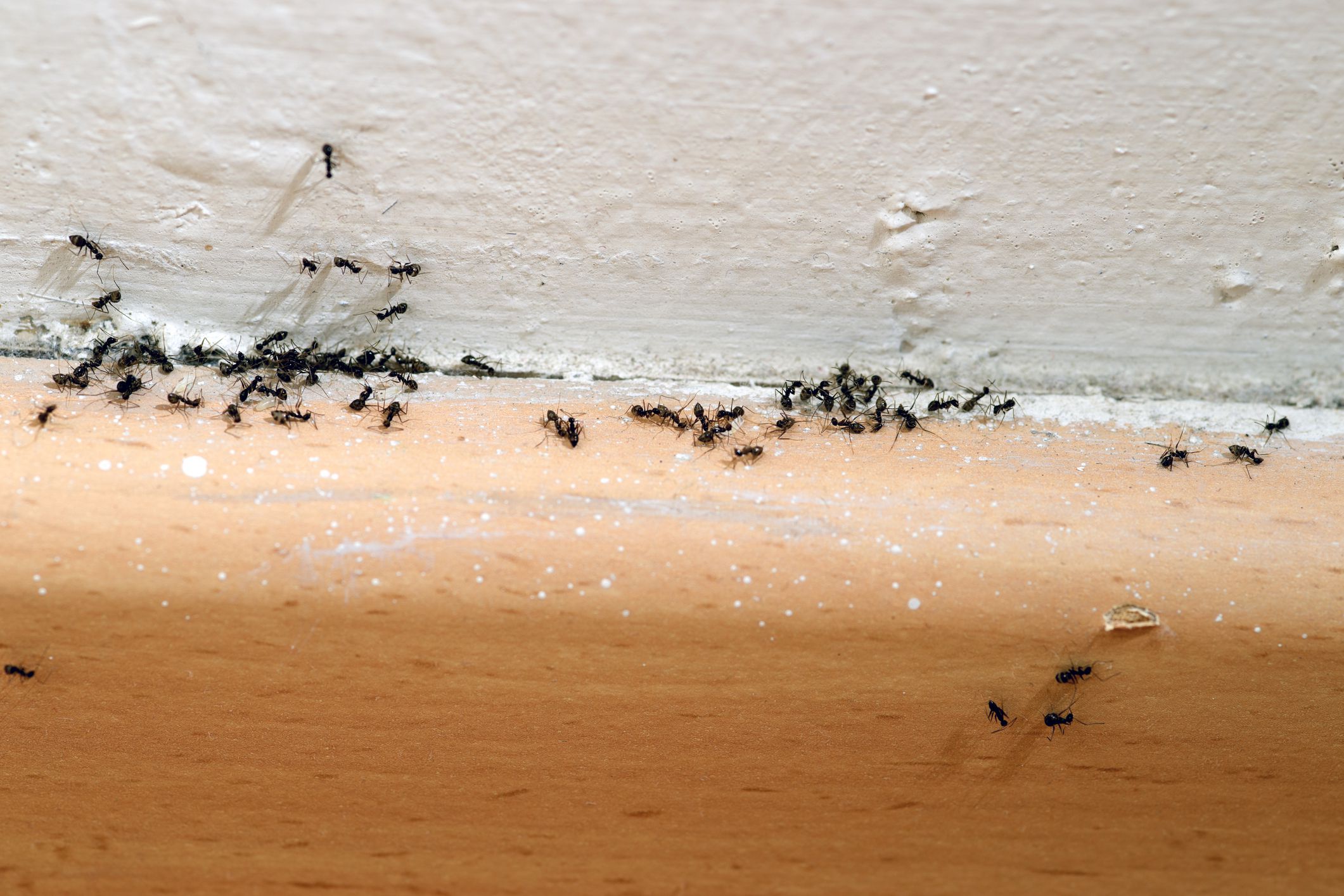 9 Simple Steps To Get Rid Of Ants And Keep Ants Out
