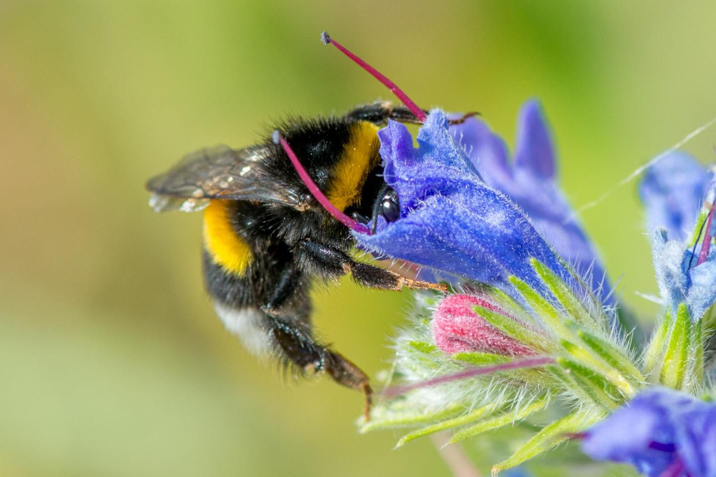 Bumblebees Are Larger in Cities