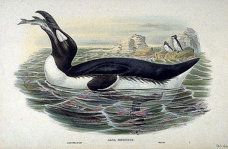 10 Facts About the Great Auk