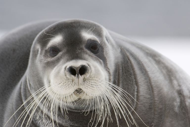 Fascinating Facts About Bearded Seals