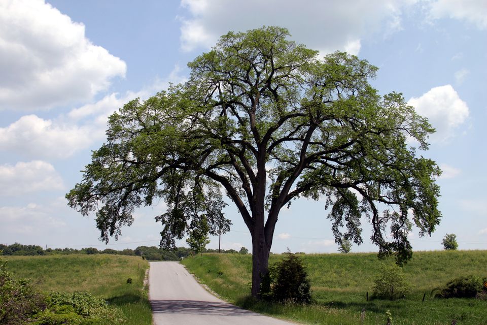 Dutch Elm Disease and American Elm Trees