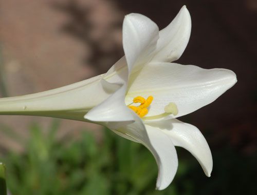 Database Of Common Names Of Plants Alphabetical Lists