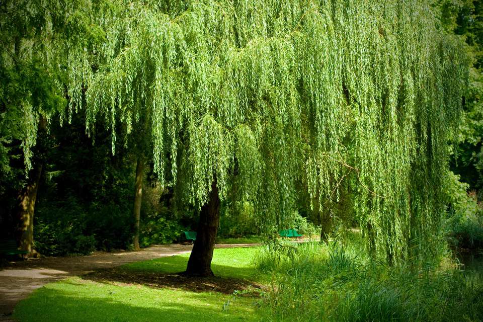 weeping-willow-star-nursery-garden-and-rock-centers