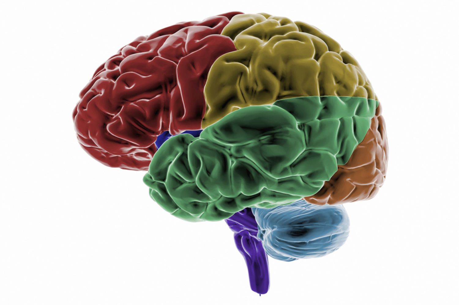 frontal-lobes-motor-cortex-cognition-and-speech