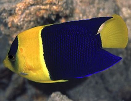Regal Angelfish Fish Breed Profile