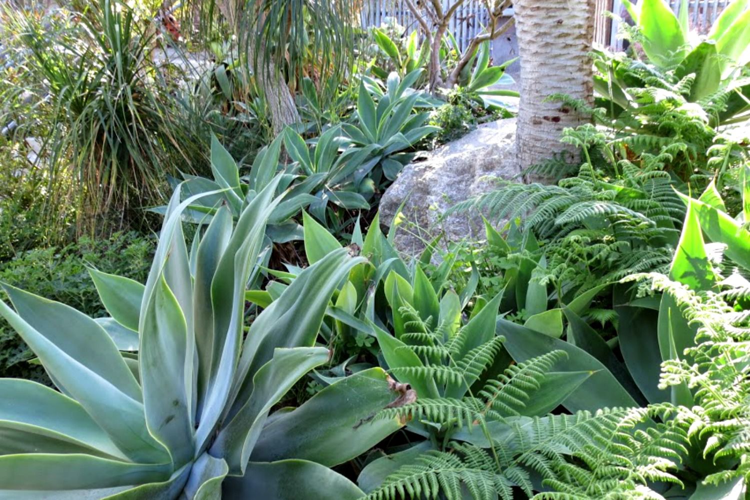 Top 15 Drought Tolerant Plants for Landscaping