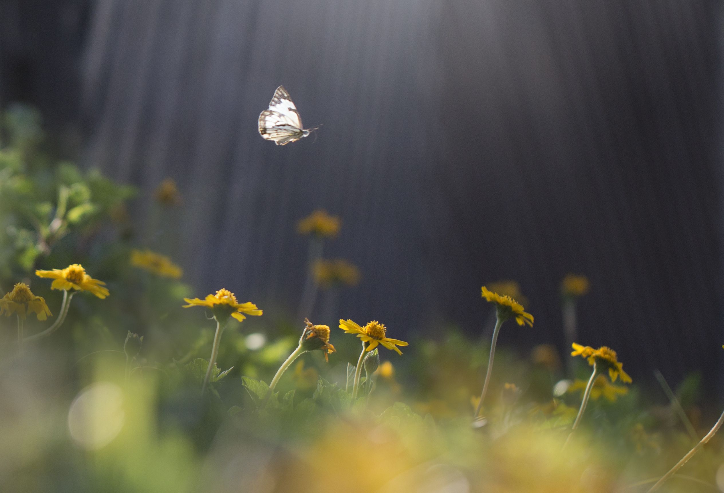 Turn Your Garden into a Certified Wildlife Habitat