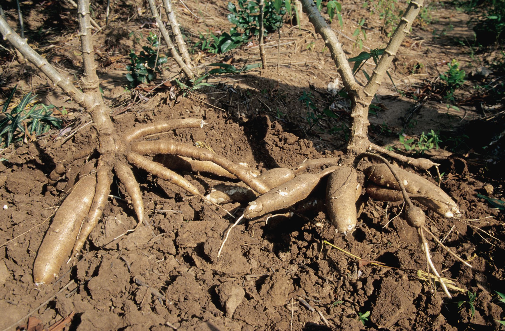 cassava-uses-health-benefits-and-more