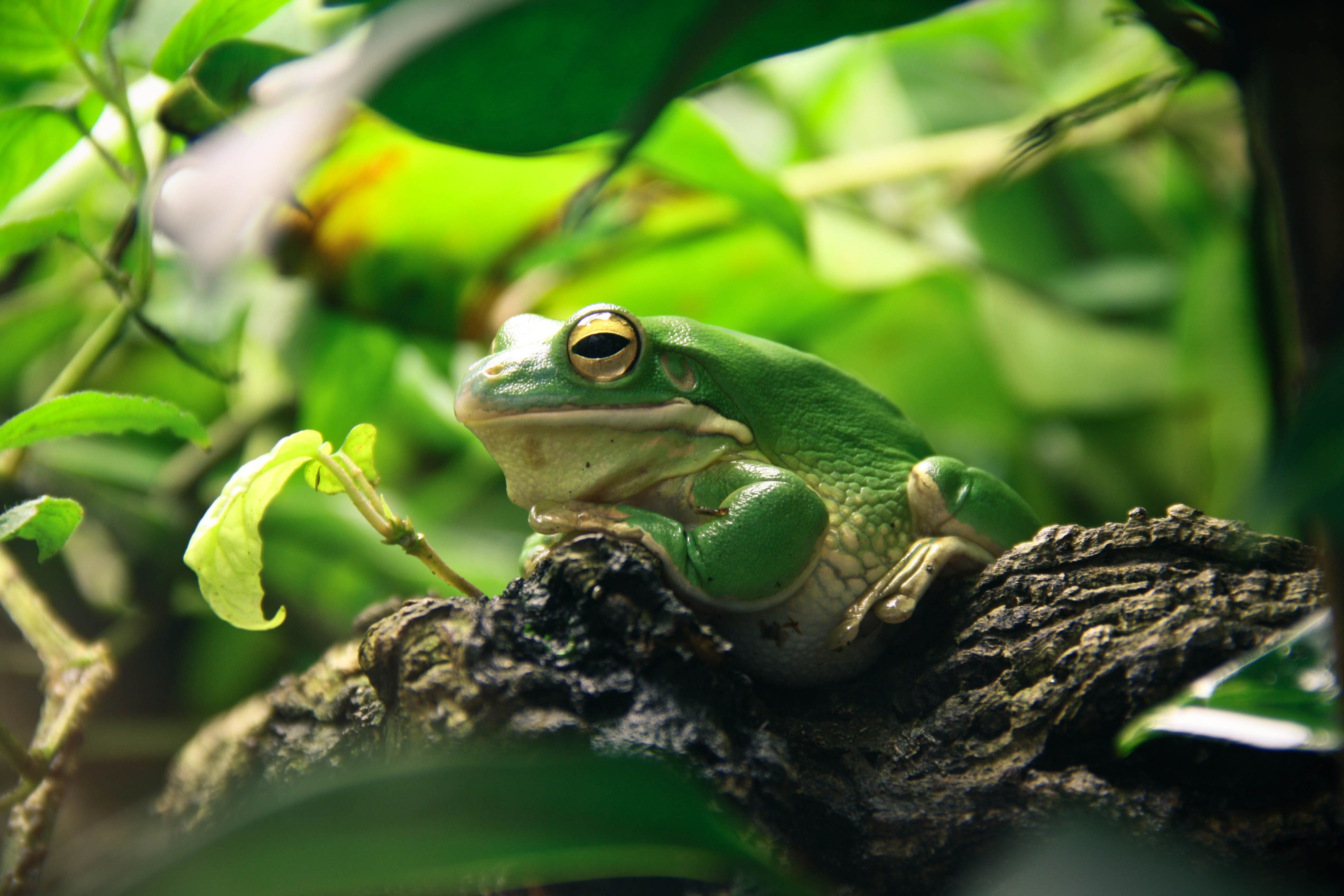 What You Need to Know About Pet Frogs