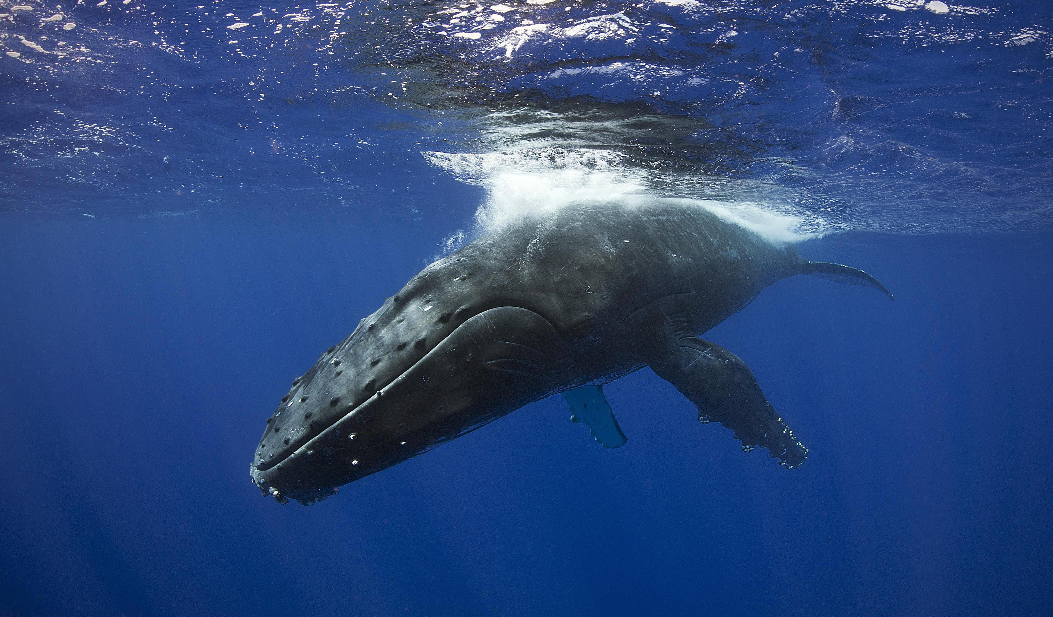 baleen whale