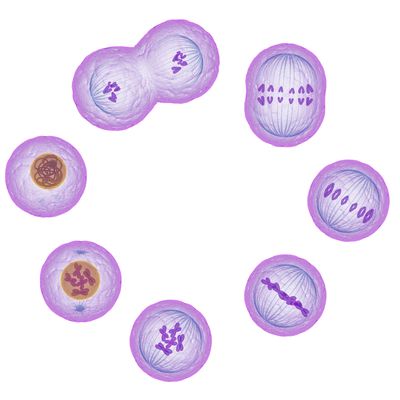 Learn About the Stages of Meiosis