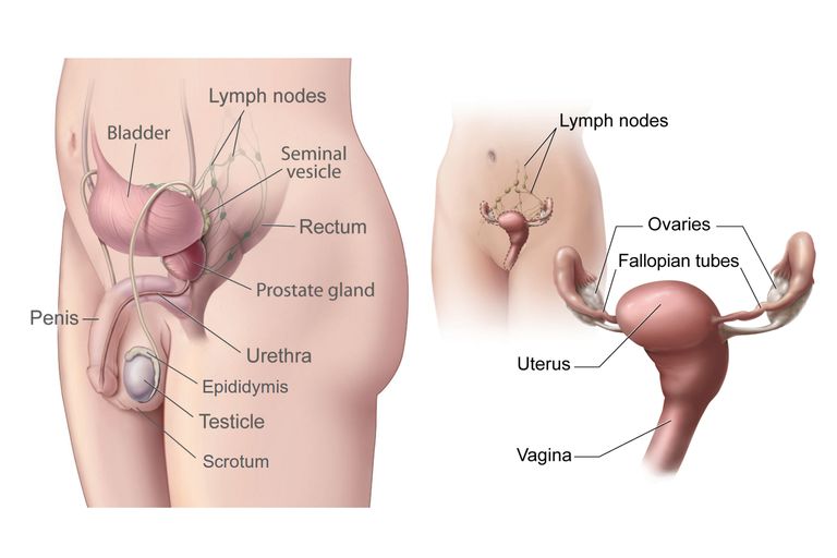 What Are The Female Sex Hormones 57