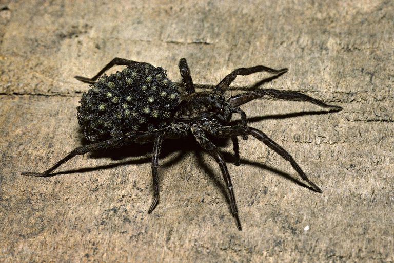 Habits And Traits Of Wolf Spiders, Family Lycosidae