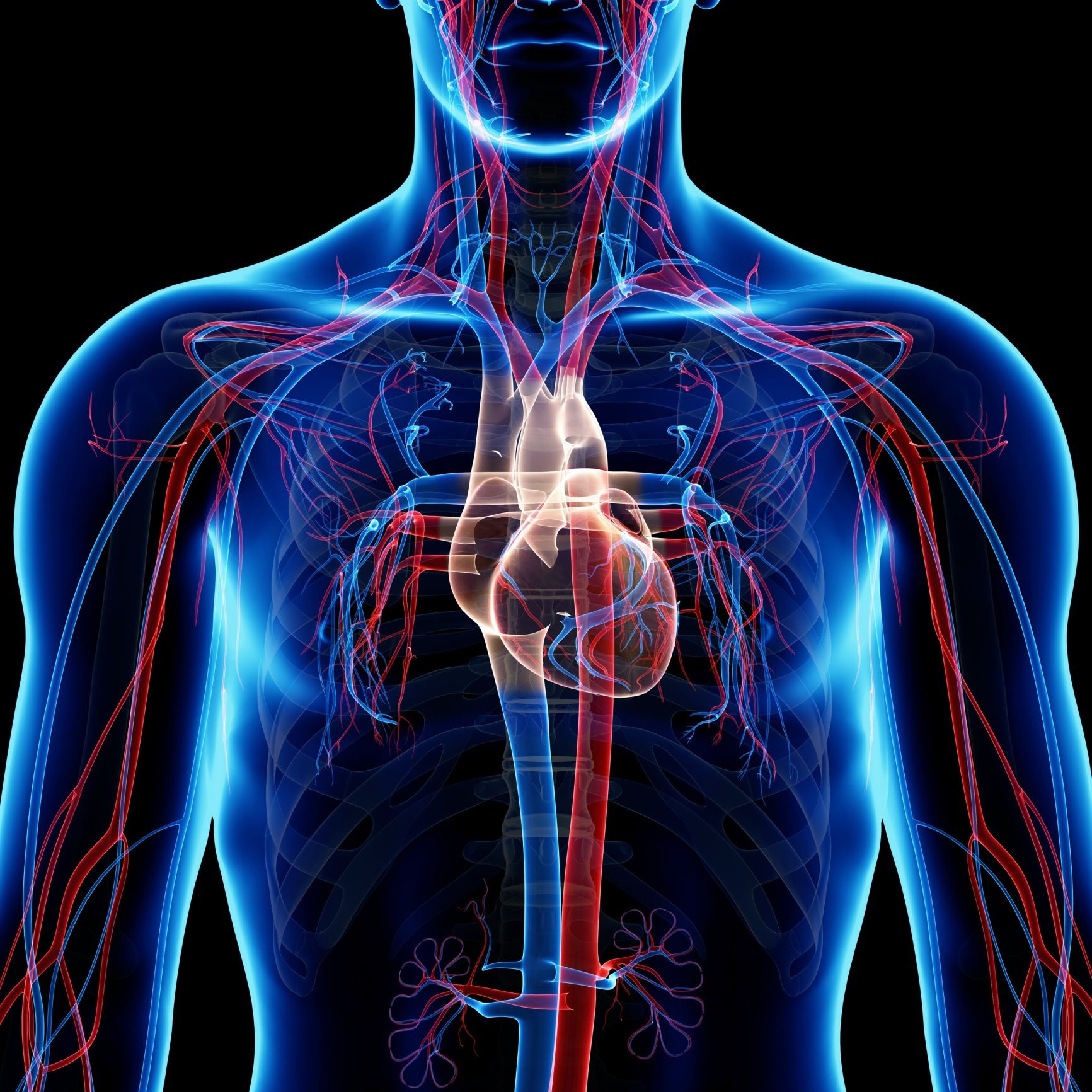 Resultado de imagen para sistema cardiovascular