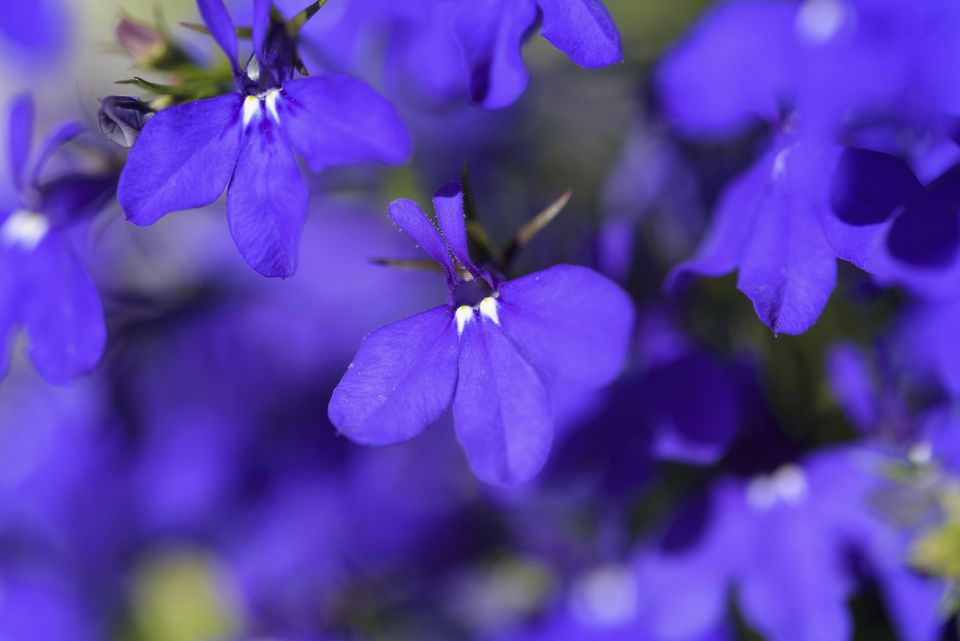 Red, White and Blue Flowers for July 4th Plantings