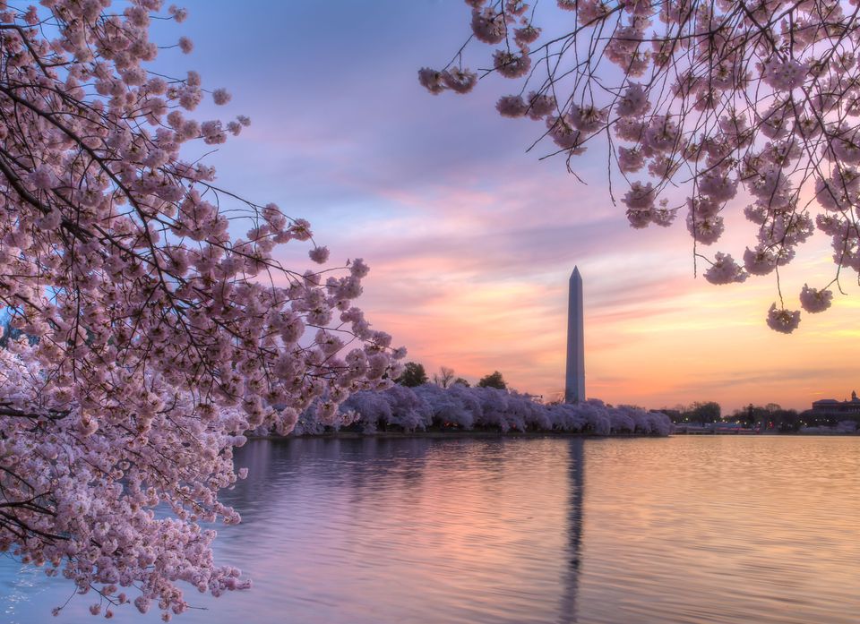 Best of the 2018 Cherry Blossom Festival: Washington, D.C.