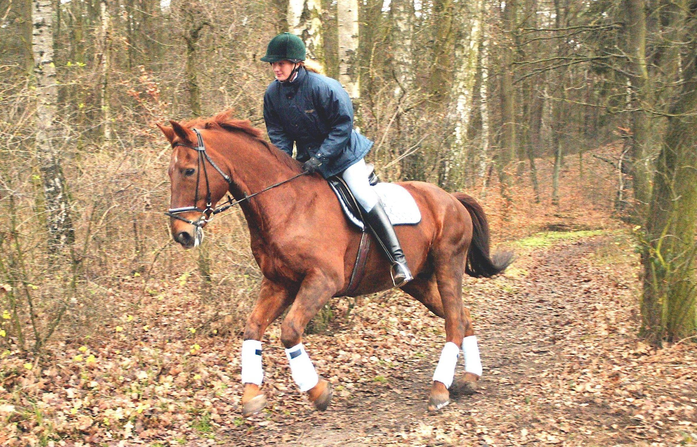 learn-to-canter-or-lope-your-horse