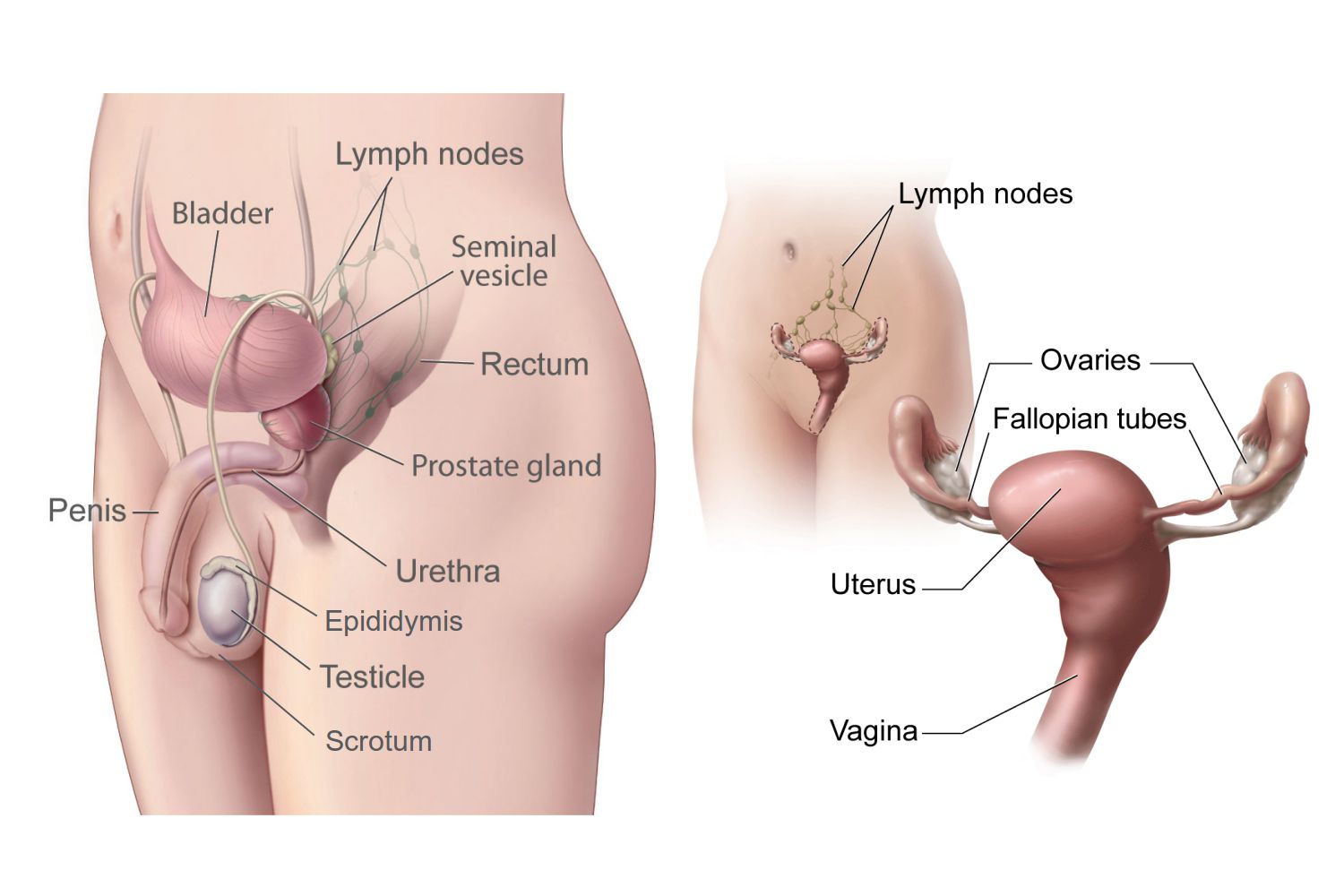 Male And Female Gonads - Testes And Ovaries-1472