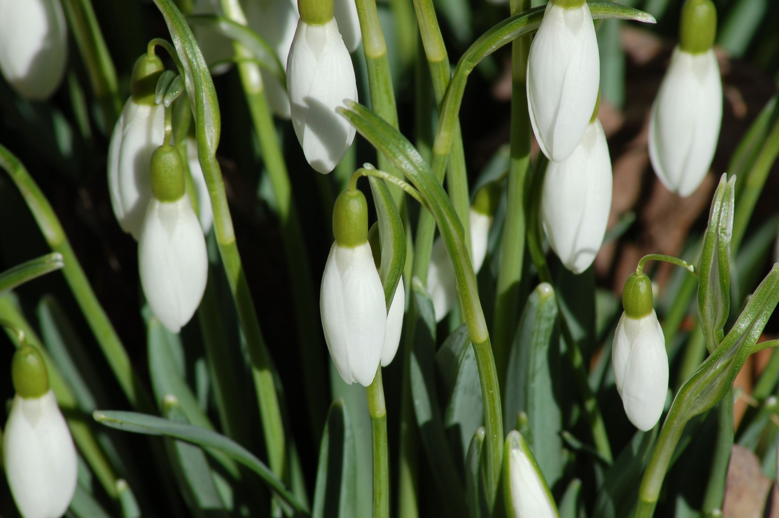 When to plant snowdrops Idea