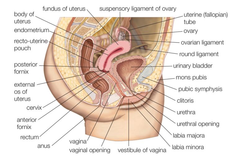 Female Sexual Organs Picture 9
