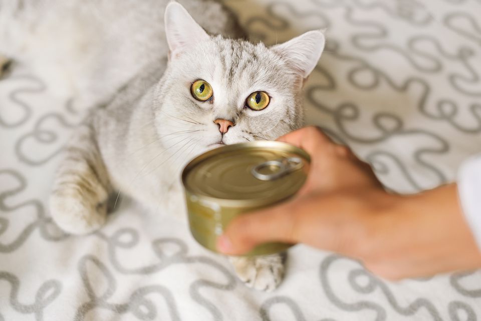How Long To Leave Canned Cat Food Out