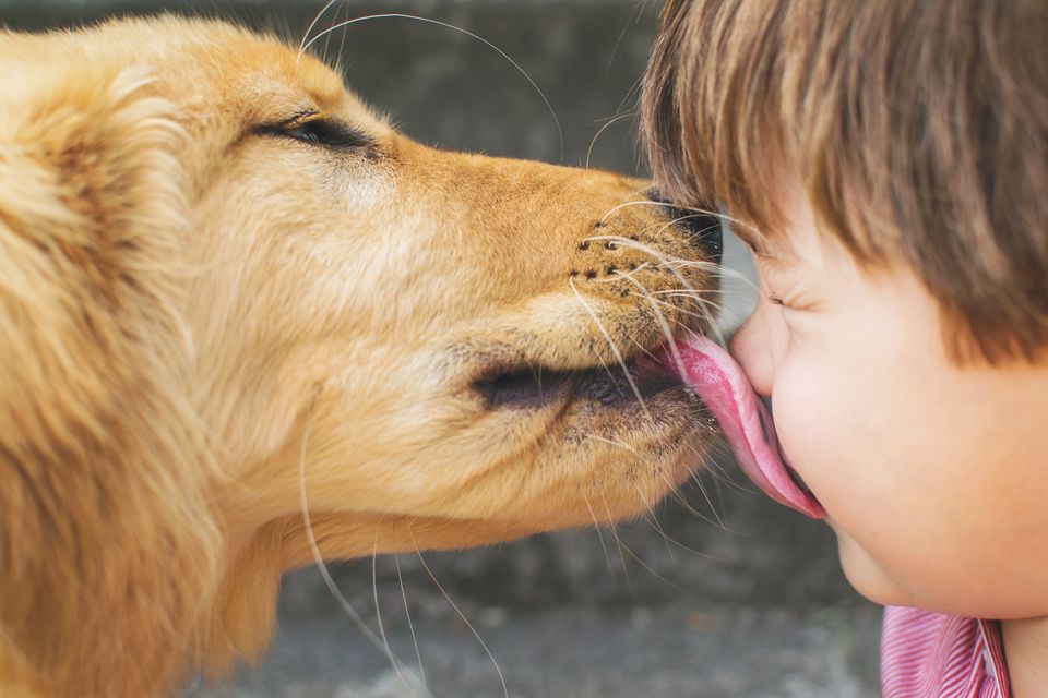 dog licking stuffed animal