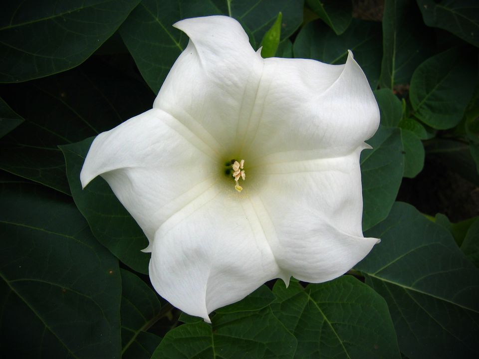 Growing Moonflowers in Containers