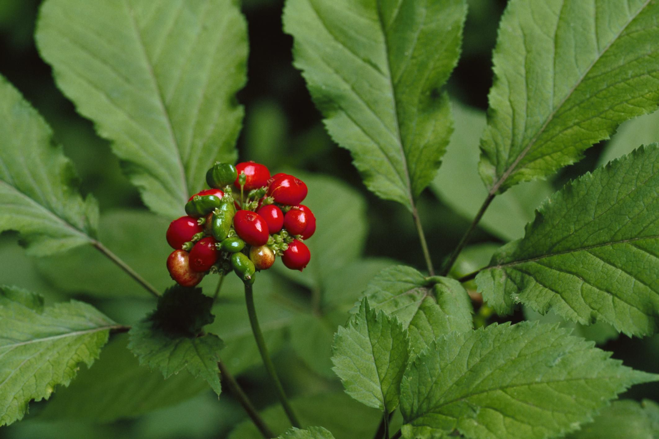 Image result for ginseng plant photos