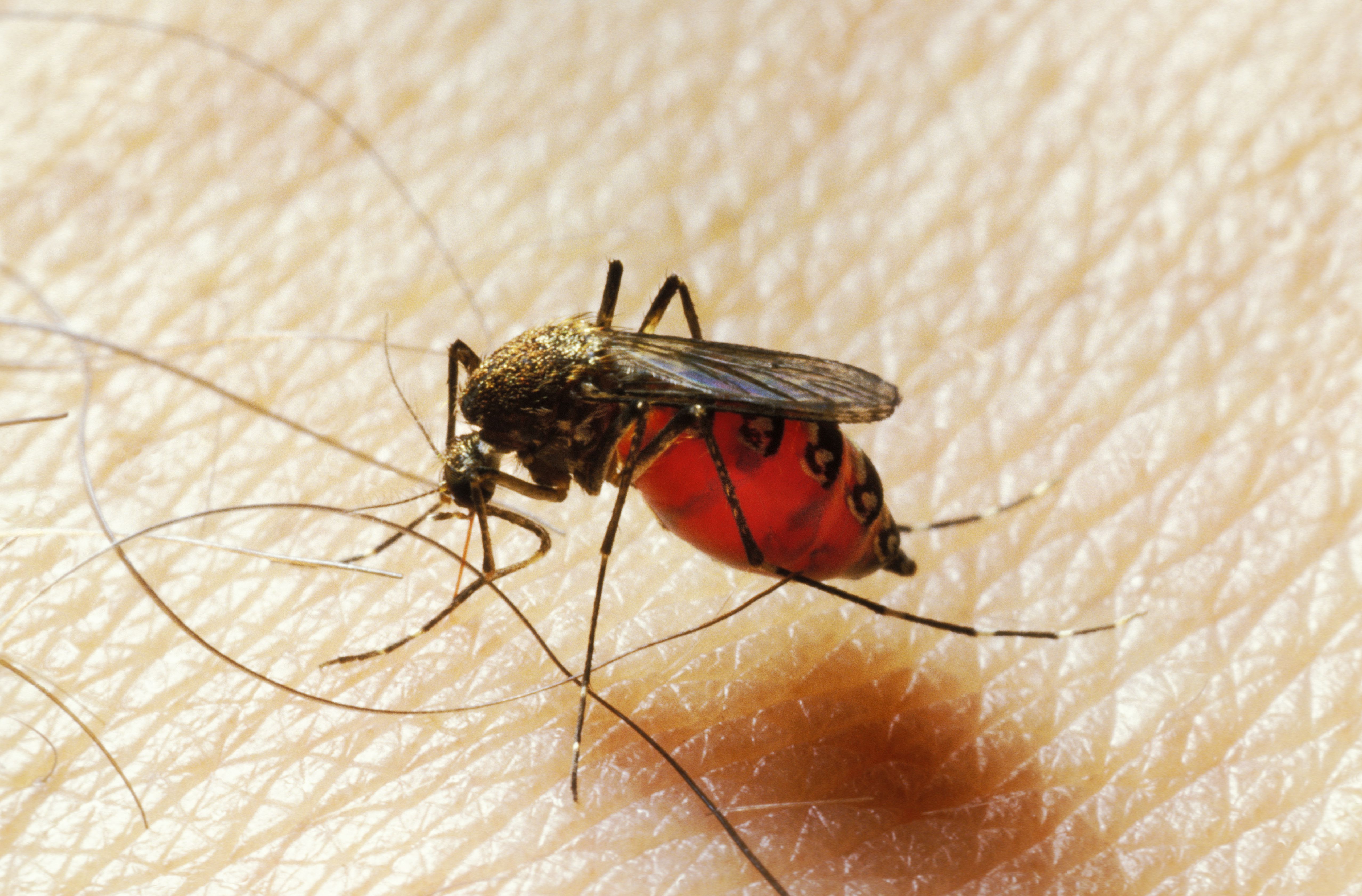 Mosquitoes in Michigan Spread Dangerous EEE Virus