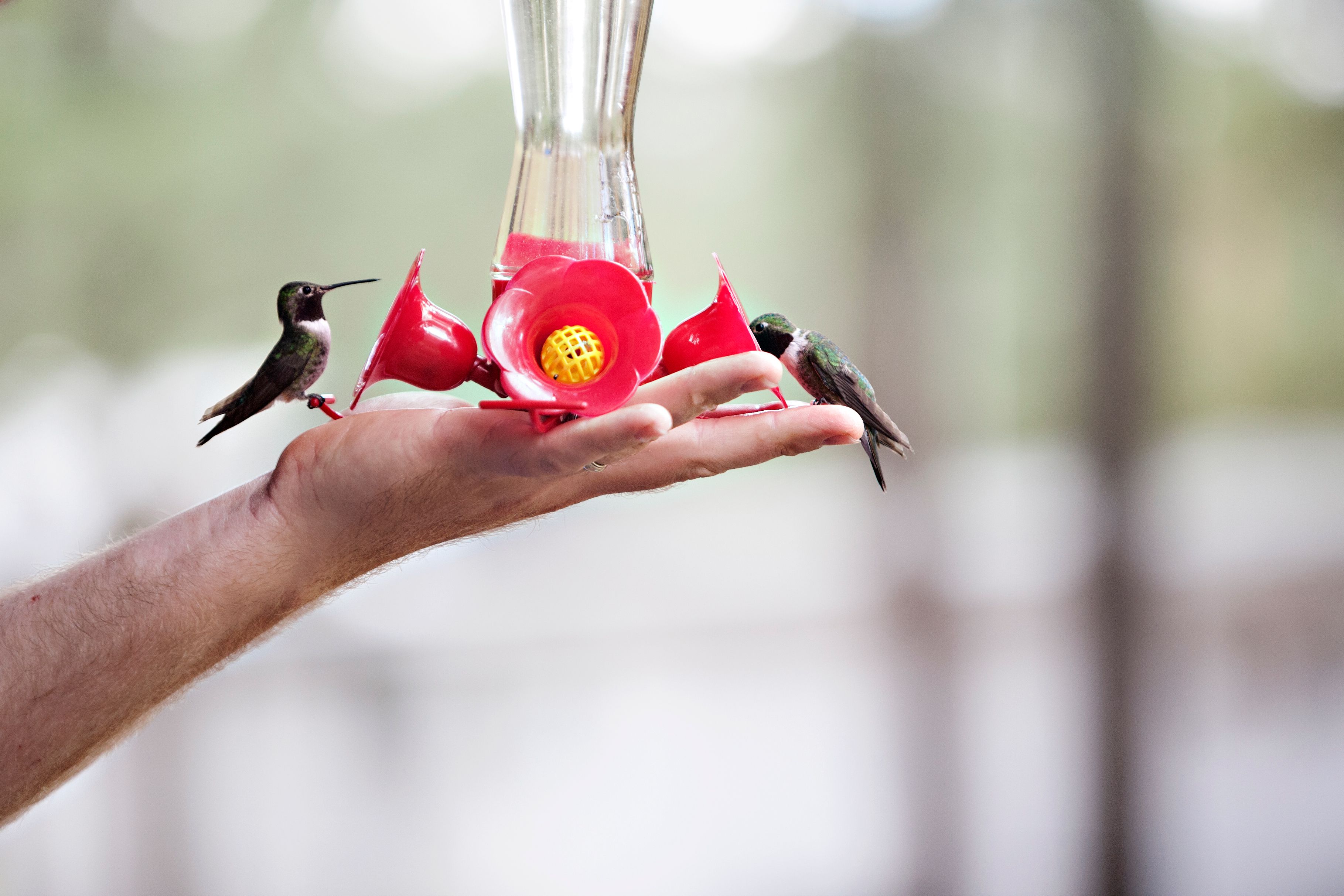 How To Hand Feed Hummingbirds 0882