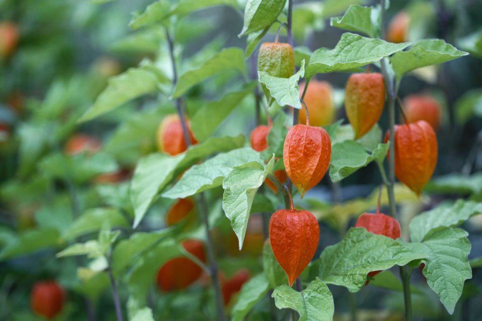 Pictures of Orange Flower Varieties