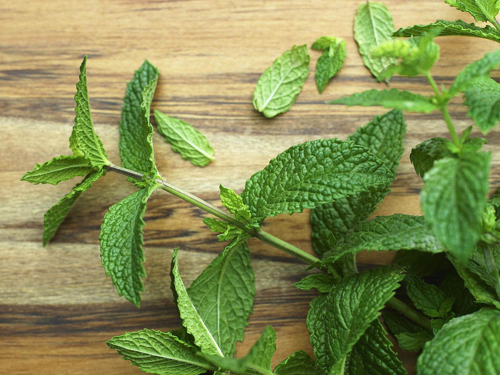 The Iconic Mint Herb Definition and Uses