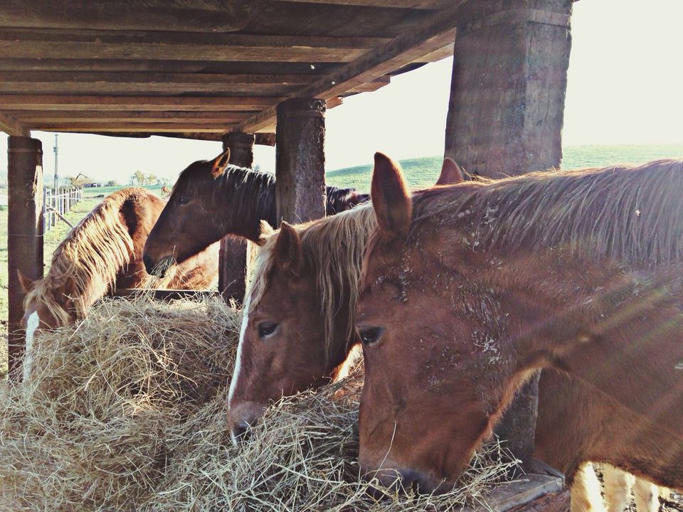 Common Feeds For Horses