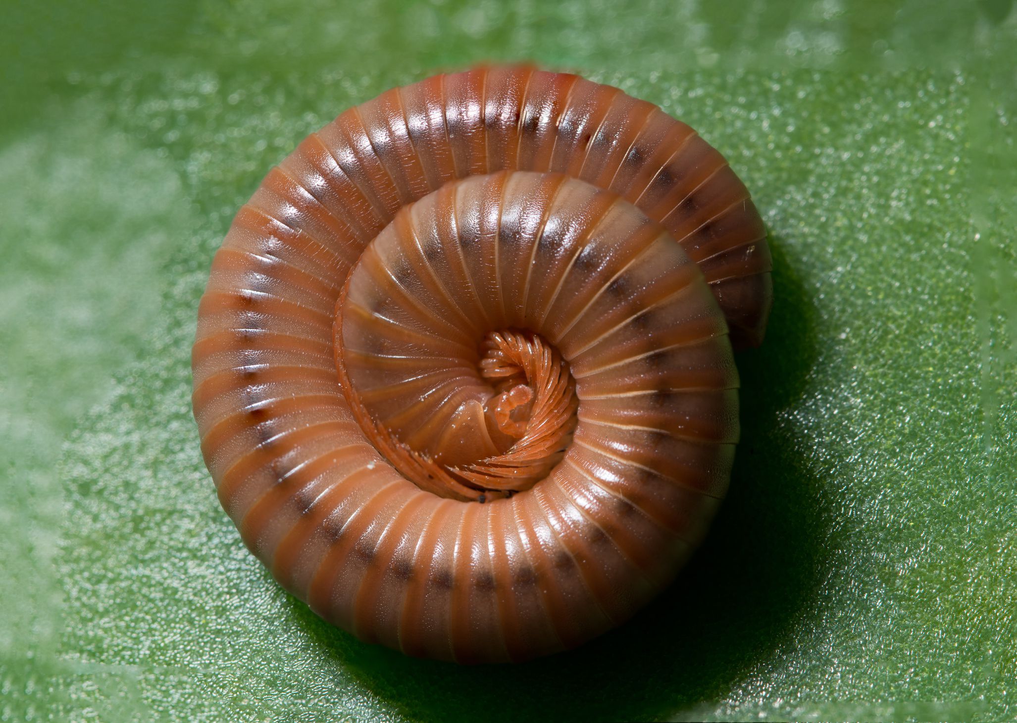 Habits and Traits of Millipedes, Class Diplopoda