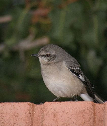 Photo Gallery of Birds Seen in the Phoenix, AZ Area