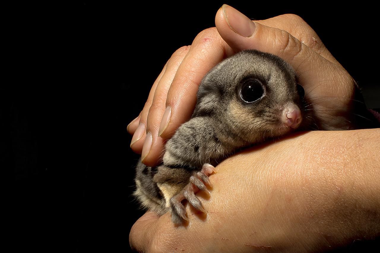 names-for-pet-sugar-gliders