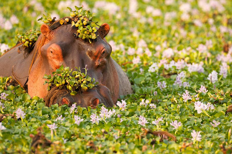 Africa's Most Dangerous Animals