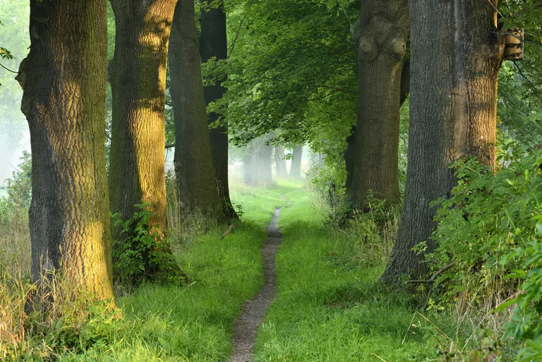Narrow path, oak avenue, fog, morning light, flower bed, Naumburg, Saxony-Anhalt, Germany