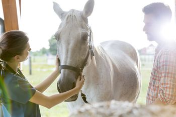 check vet cost horse Horse and Respiration Pulse, Temperature