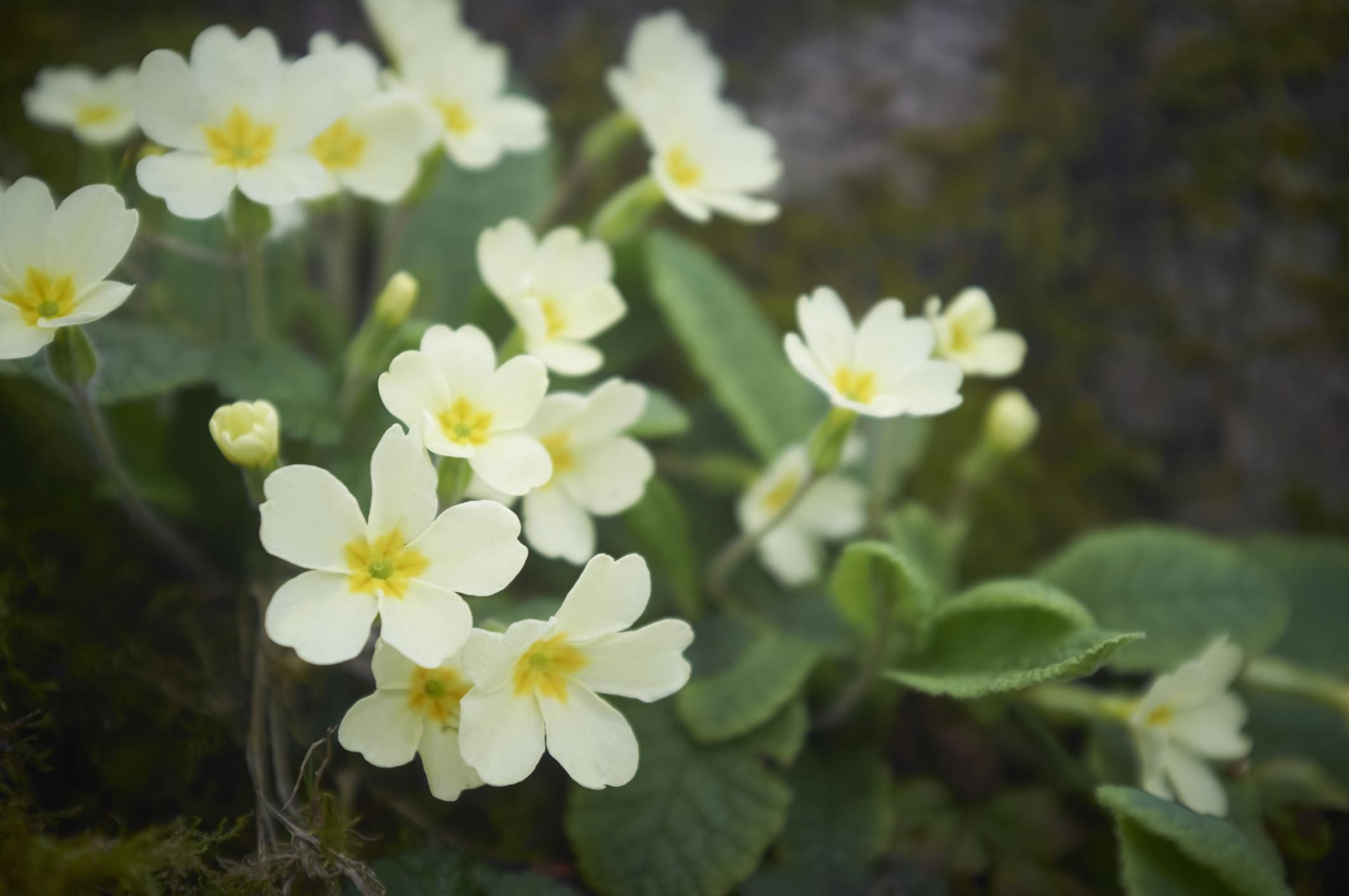 Примула применение. Примула Ботаническая. Болезни примулы с фото. Primrose перевод.