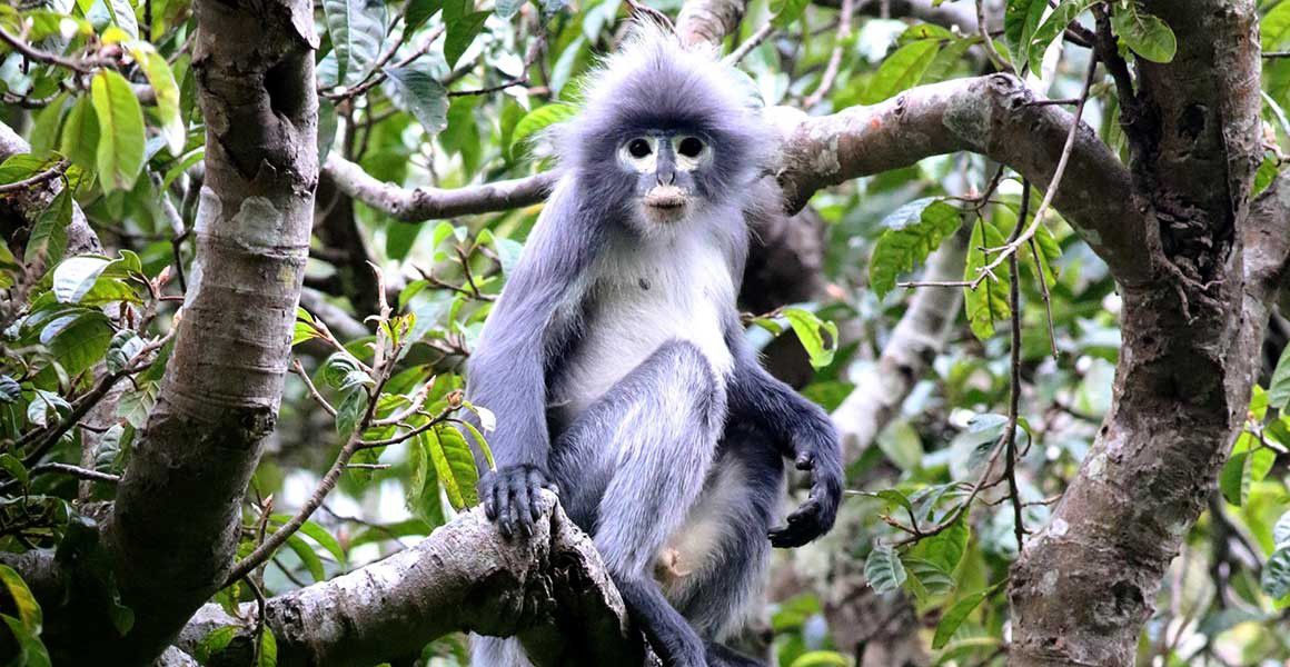 Newly Discovered Primate is Already Critically Endangered