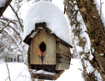 Safe and Easy Shelter for Winter Birds