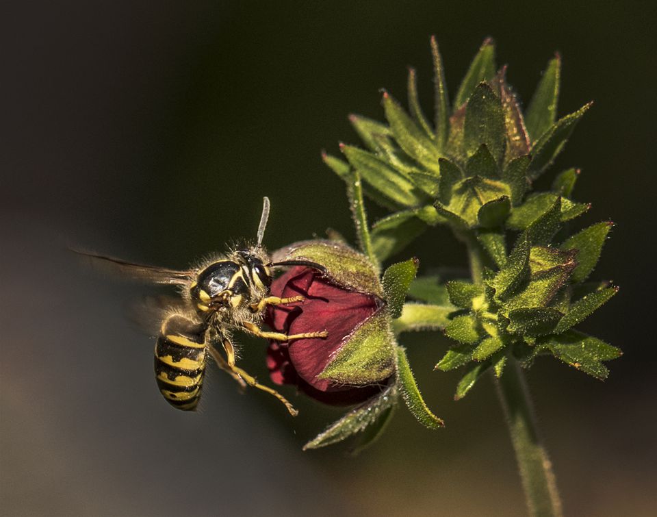 Download Wasp Identification and Control