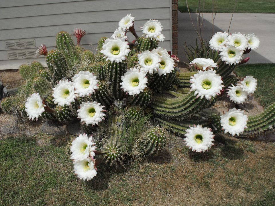 Cactus and Cactus Flowers Photos From Phoenix, Arizona