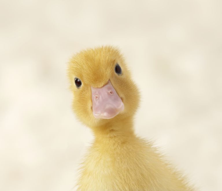 Duck Image #10