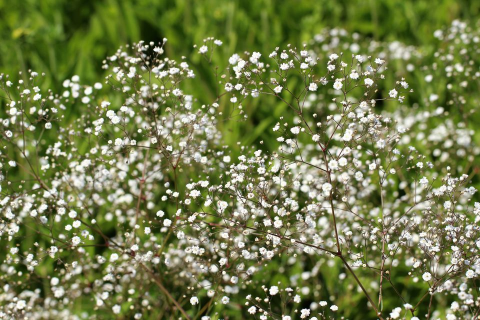 Baby's Breath Flower Profile