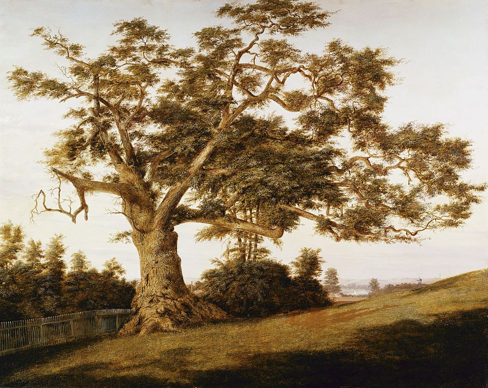 connecticut-state-tree-the-legendary-charter-oak