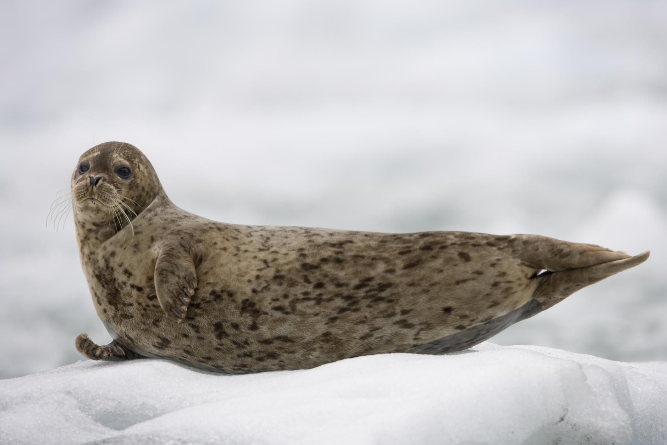 Learn About the Many Types of Seals